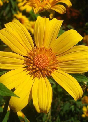 Mexican Sunflower Seeds - Yellow (Tithonia Speciosa Yellow Torch)  Seeds.