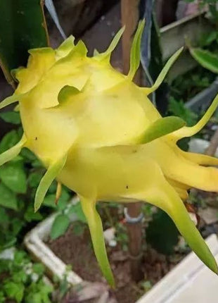 Multi-colored Dragon Fruit Seeds