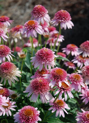 Echinacea Butterfly Kisses (Coneflower)
