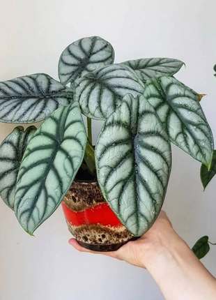 Alocasia baginda 'Silver Dragon' RARE Indoor and Outdoor Live Tropical House Plant