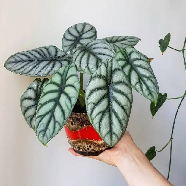 Alocasia baginda 'Silver Dragon' RARE Indoor and Outdoor Live Tropical House Plant