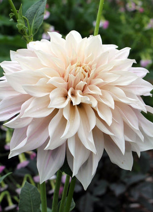 💐Colorful Dahlia Seeds-The Power of Life