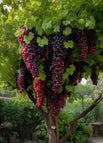 Grape Tree / 100 seeds