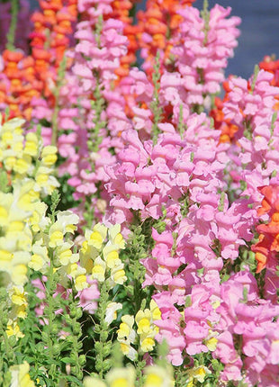 Garden Snapdragon Seeds