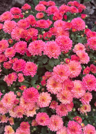 🌸Candy Chrysanthemum Seeds