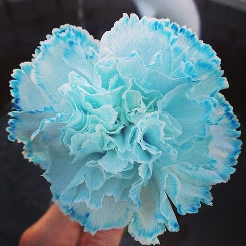 Mixed Color Carnations