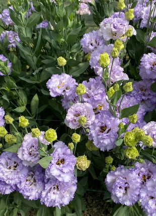 🌺Lisianthus – Sincere Love