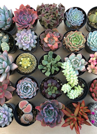 Succulent Plant Seeds