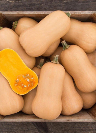 Squash Organic Seed