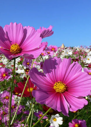 🌺Cosmos - Blooming Means Happiness And Luck