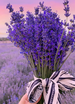 🌿Lavender Seeds Purple Blooming