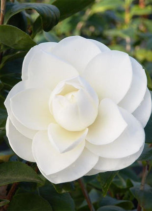 Camellia japonica seeds