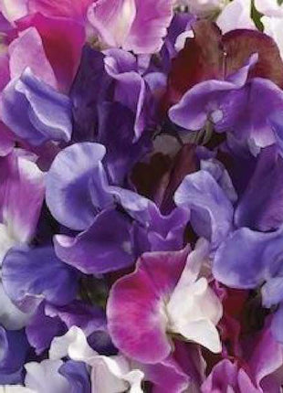 Melody Mix Sweet Pea Seeds
