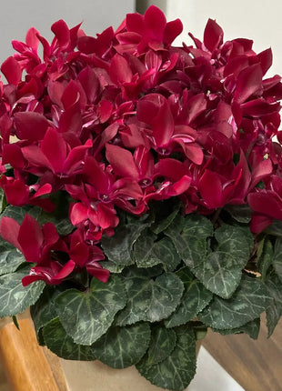 Cyclamen Flower Seeds