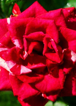 Beautiful Mini Rose Seeds, 100pcs/pack