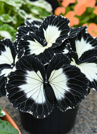 Black and White Butterfly Begonia🦋