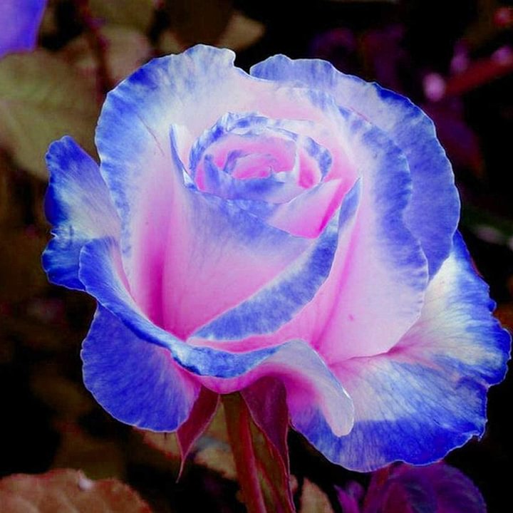 Rare Rose Seeds for Planting