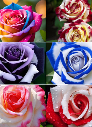 🌹Rose Mixed Color Seeds