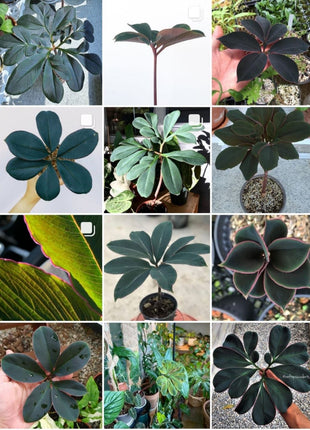 20 Pcs Tricyrtis Hirta Seeds