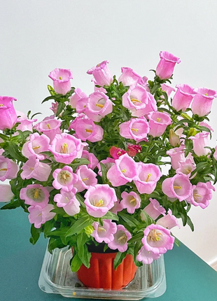 Campanula-Blessings From Afar