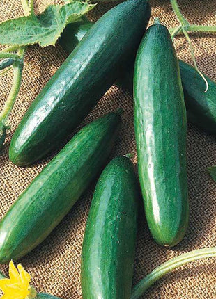 Cucumber Paraiso F1 Organic