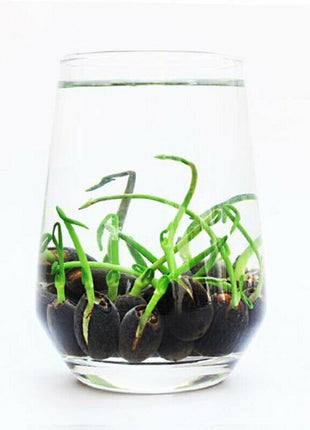 The Sacred Bonsai Lotus Flower