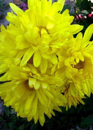 Yellow Aster Flower Seeds