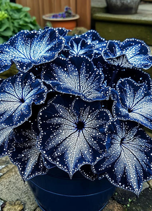 🌺Phantom Begonia 🌺