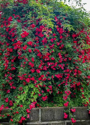 Rosa Banksiae Aiton Seeds