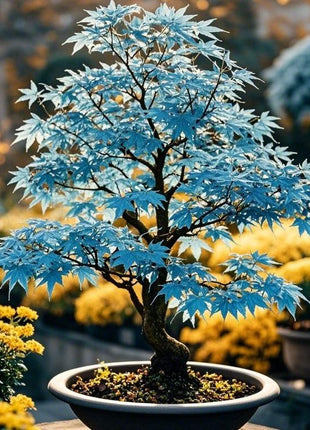 10pcs Rare Blue Japanese Ghost Maple Seeds – Unique Blue-Tinted Foliage for Elegant Bonsai & Gardens
