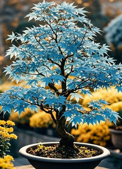 10pcs Rare Blue Japanese Ghost Maple Seeds – Unique Blue-Tinted Foliage for Elegant Bonsai & Gardens