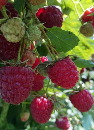 Giant Raspberry Seeds -92% Germination🌱
