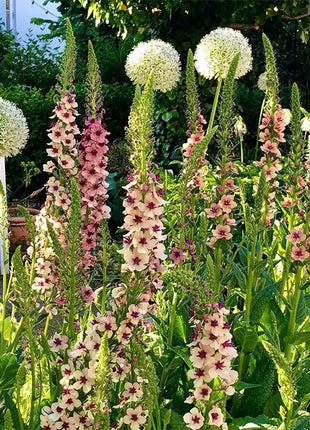 Verbascum Southern Charm Mixed