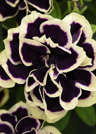 Black Pearl Double Petunia Seeds