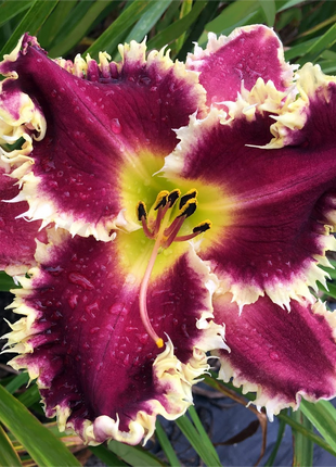 Daylily Hybrid Flowers Seeds, Hemerocallis Hybrid, 20pcs/pack