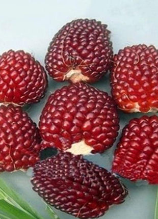 Egrow 50Pcs/Pack Jackfruit Strawberry Seeds Garden Plants Fruit Seeds