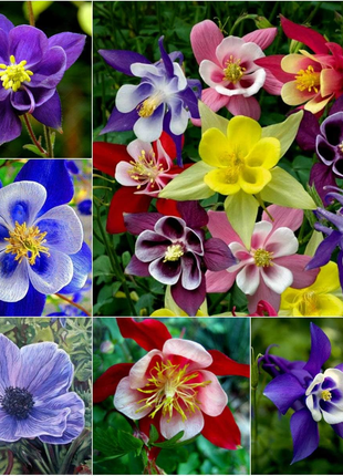 Columbine Seeds - McKana Giant Mix