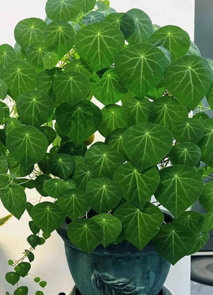 🌲Stephania Erecta Climbing Greenery🌿A Vine Adventure