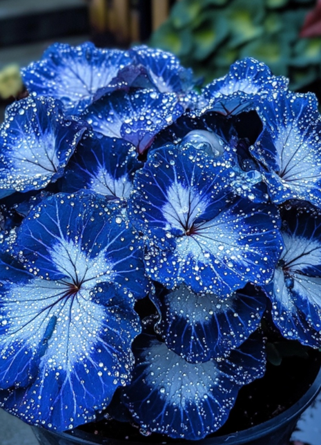 Blue Night Spark Begonia