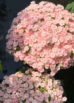 Phlox drummondii 'Ethnie Salmon'