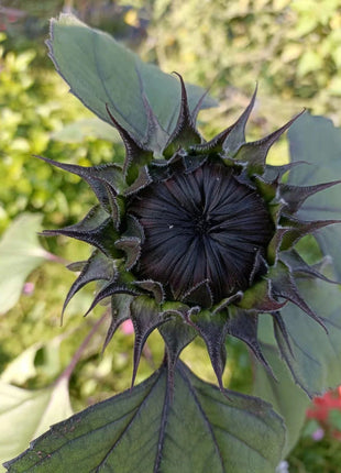 Rare Black Sunflower Seeds