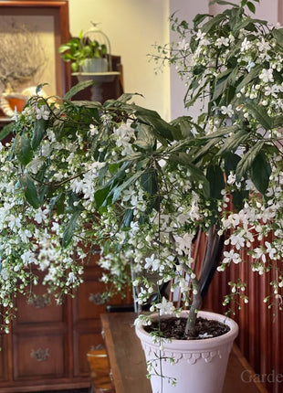 🌼Weeping Jasmine Seeds - White Jade Butterfly