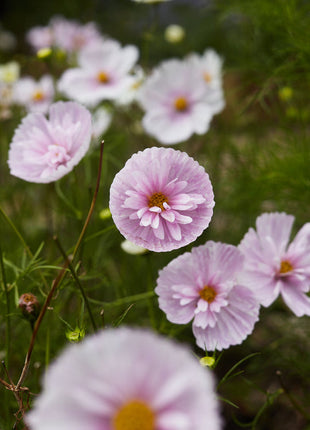 COSMOS CUPCAKE BLUSH FLOWER SEEDS