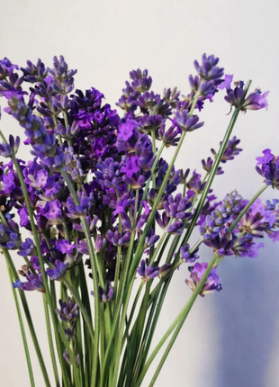 🌿Lavender Seeds Purple Blooming