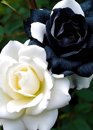Rare Black & White Rose