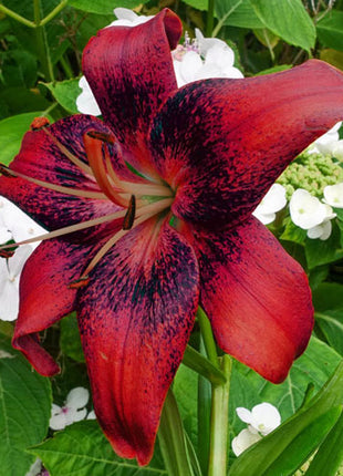 Strawberry Event Lily