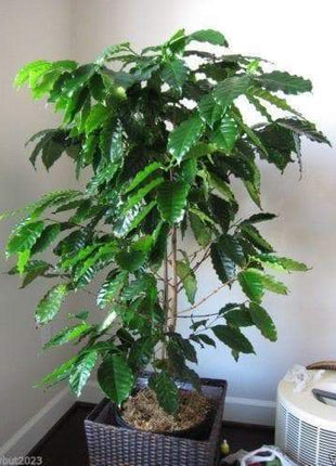 10 JAMAICAN BLUE MOUNTAIN Coffee Seeds ,Grow Your Own Coffee Plant tree