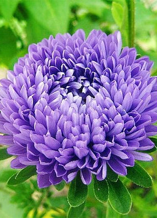 Aster Seeds (Semi-Dwarf) - Jewelaster Purple