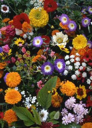 💐Multiple Flower Seeds