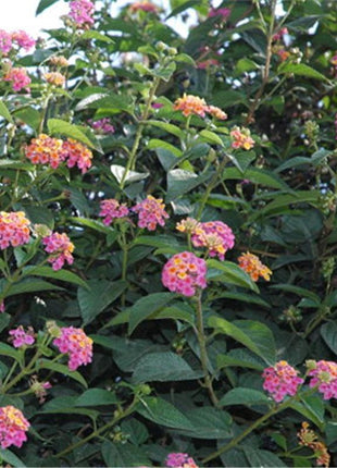 Egrow 30 Pcs/Pack Lantana Seeds Lantana Camara Tree Plan Flower Seeds Home Garden Seeds